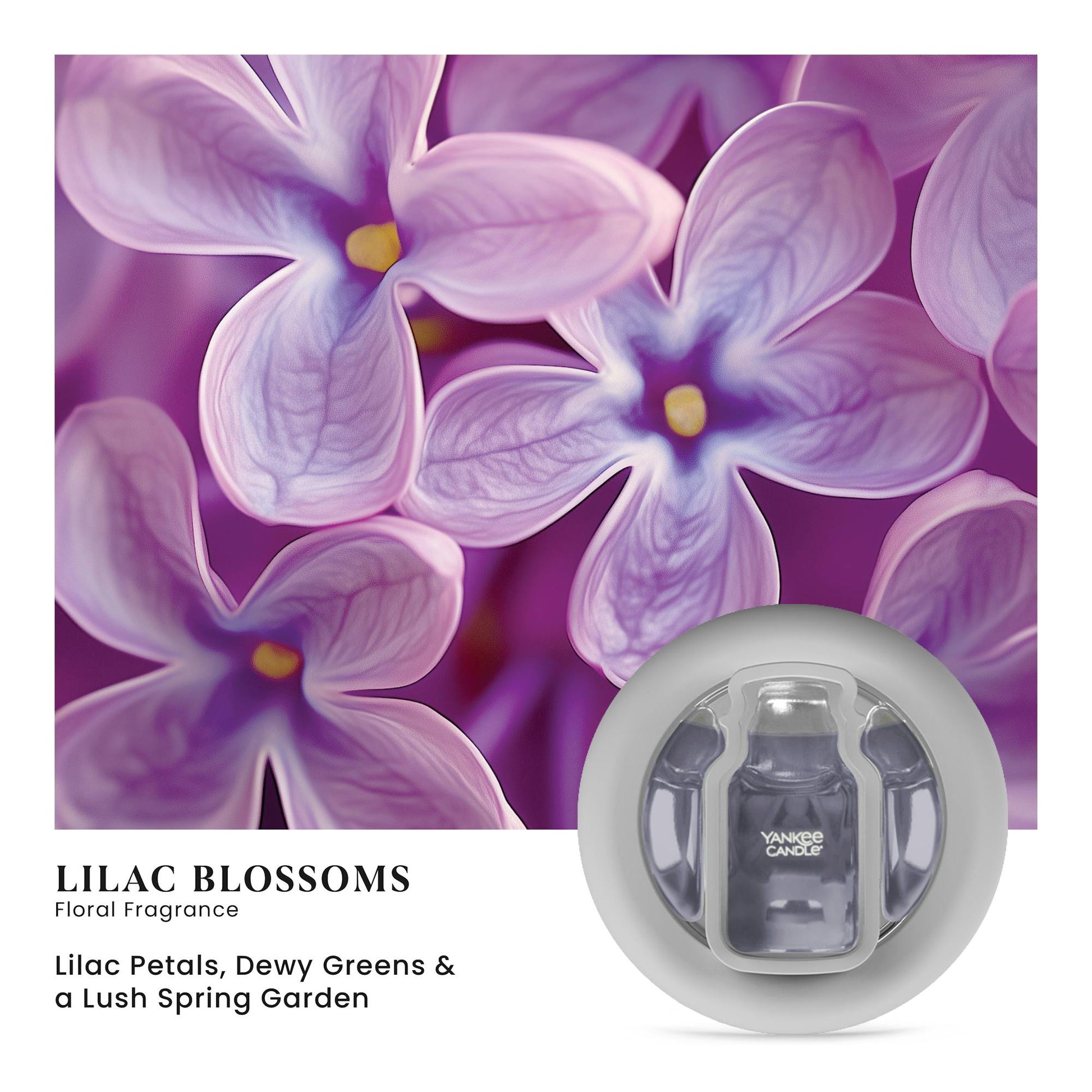 Lilac Blossoms