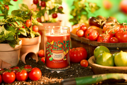 Sun Gold Tomato - Tangy Lime · Tomato Vine