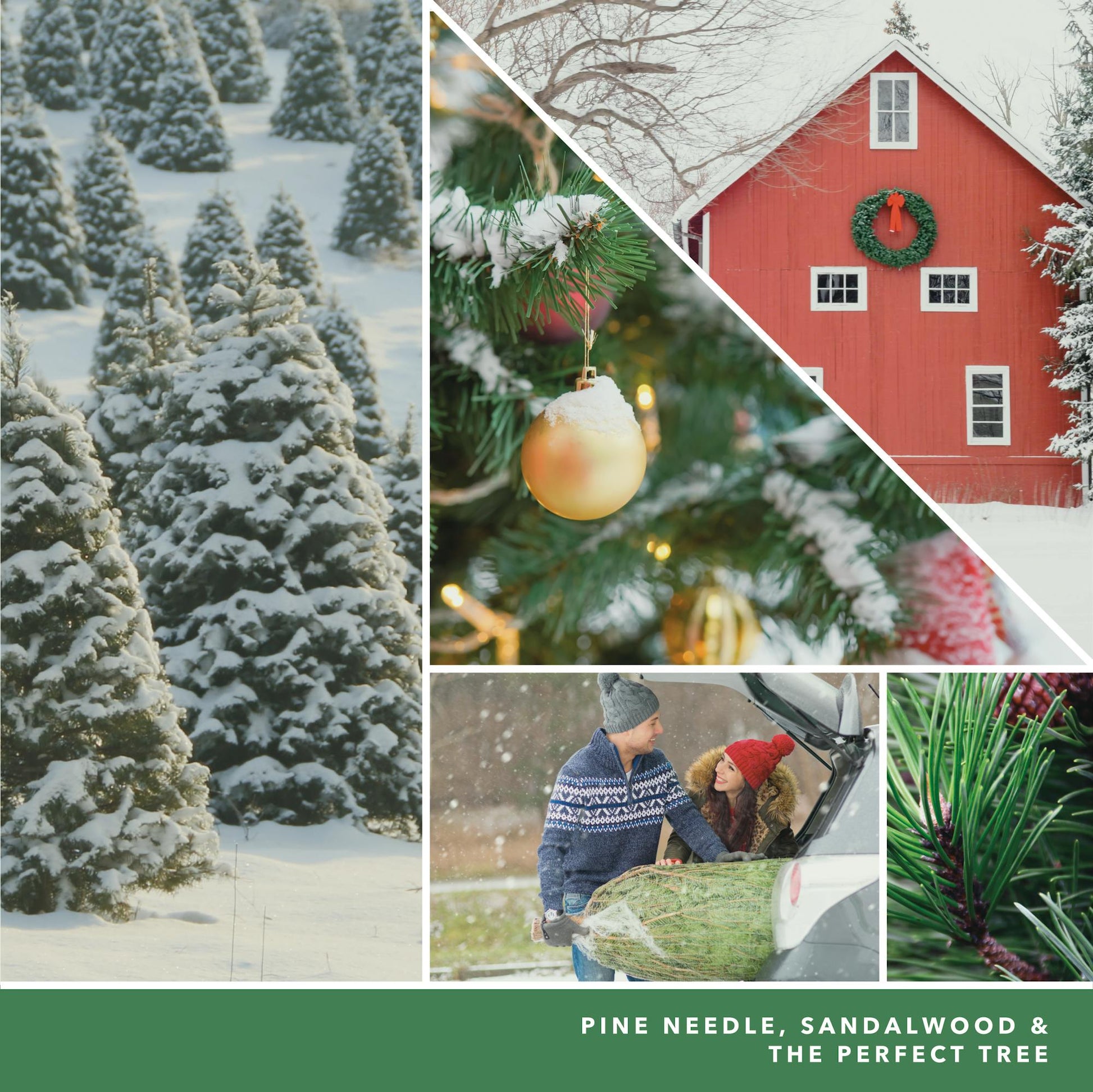photo collage and text reading pine needle, sandalwood and the perfect tree